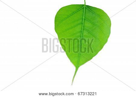 Bo Leaf