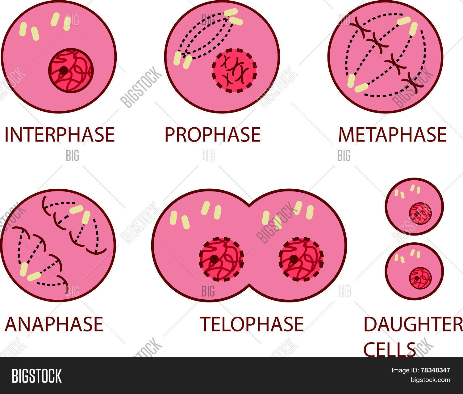 Stages Of Cell Cycle And Mitosis