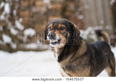 Angry dog shows teeth. Pets. Wicked aggressive dog. Angry dangerous dog protection barking attacks. 