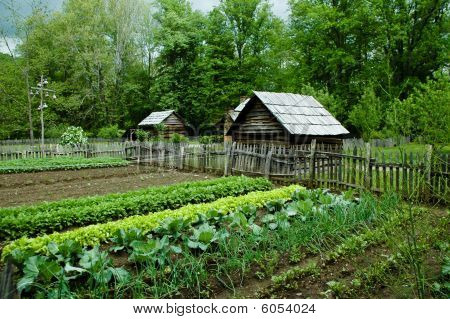 Vegetable Garden