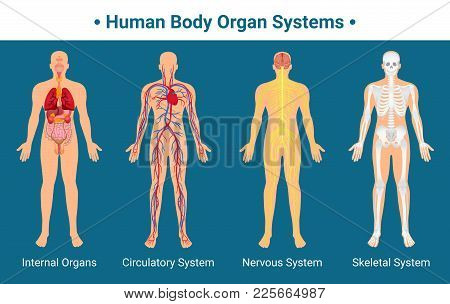 Human Body Internal Organs Circulatory Nervous And Skeletal Systems Anatomy And Physiology Flat Educ