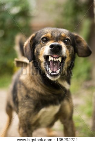 Enraged aggressive angry dog. Grin jaws with fangs hungry drool.