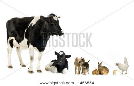 Farm Animals