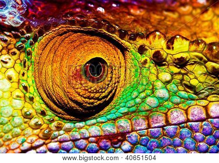 Photo of colorful reptilian eye, closeup head part of chameleon, multicolor scaly skin of lizard, african animal, beautiful exotic iguana, wild nature, fauna of rainforest