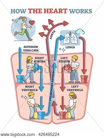 How Heart Works Explanation With Inner Human Organ Function Explanation In Outline Diagram. Anatomic