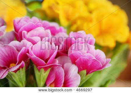 Spring Flowers