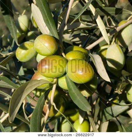 Bladeren van olijven en bos van fruit dat rijpen aan de tak van de boom