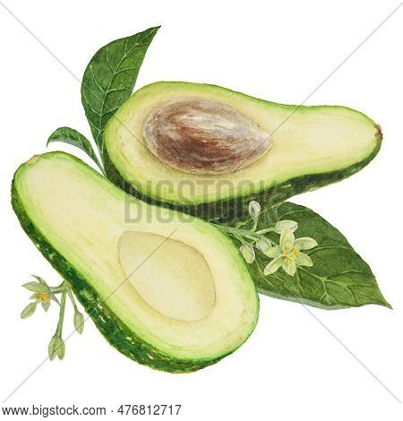 Avocado Halfs With Leaves And Flowers Watercolor Hand Drawn Realistic Illustration. Green And Fresh 