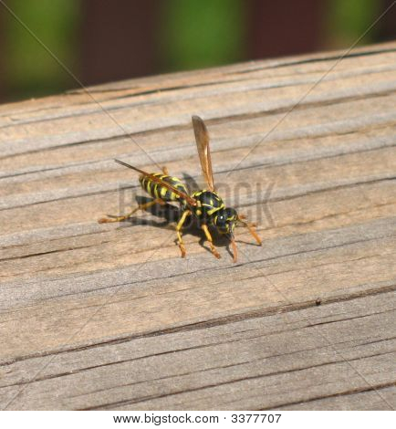 Paper Wasp (Yellowjack) Getting Material To Make It'S Nest