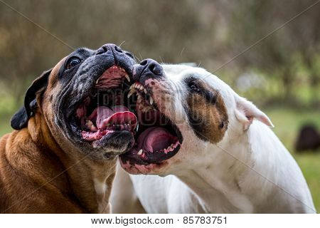 Dog fight