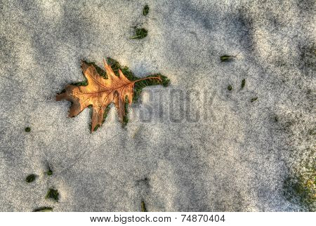 leaf surrounded by melting snow