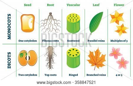 Monocots And Dicots Vector Illustration. Labeled Plant Comparison Division Scheme. Educational Graph