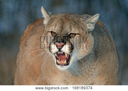 An angry cougar snarling with fangs bared