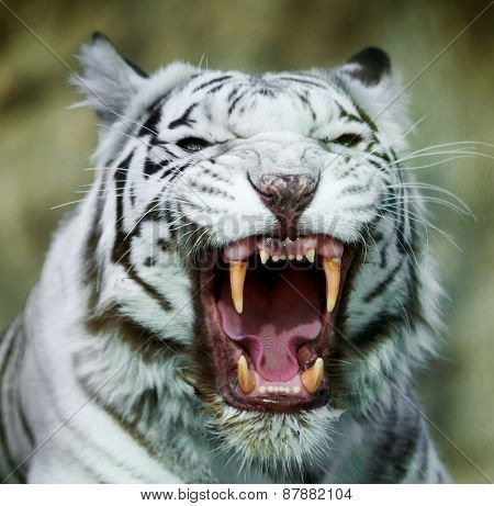 He Grin Of A White Bengal Tiger. The Mask Of A Biggest And Most Dangerous Cat Of The World. Severe B