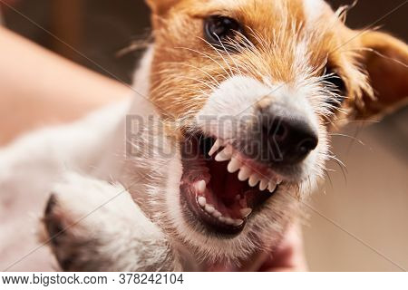 Aggressive Dog With A Bared Fangs. Grinning Puppy Jack Russell Terrier