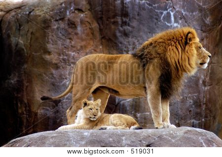 Animal - African Lion (panthera Leo Krugeri)