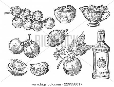 Set Of Hand Drawn Tomatoes. Tomato, Half And Slice, Ketchup Bottle, Tomato Sauce In A Plate. Vector 