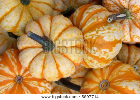 Small Pumpkins