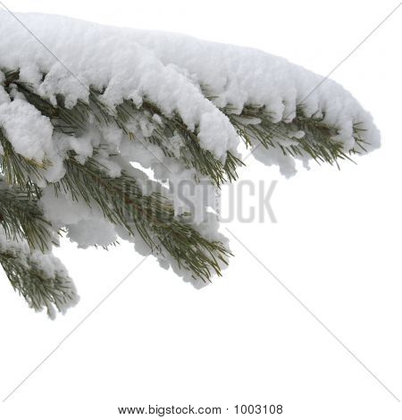 Branch Under Snow