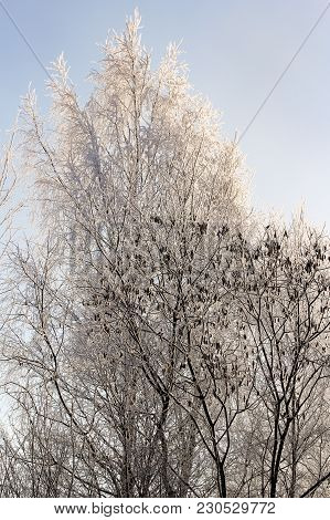 Trees In The Hoarfrost.
Winter Nature Under Snow On A Sunny Day.