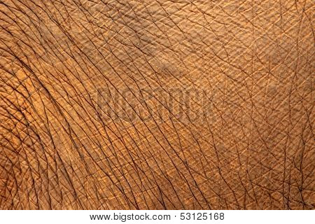 Elephant Skin