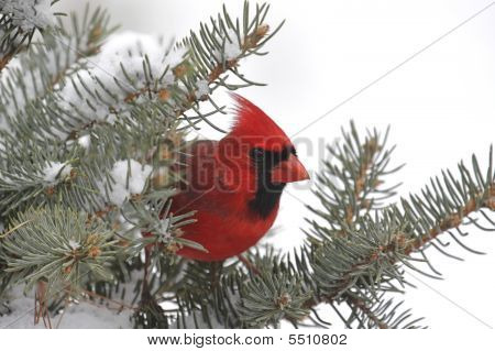 Cardinal In Snow