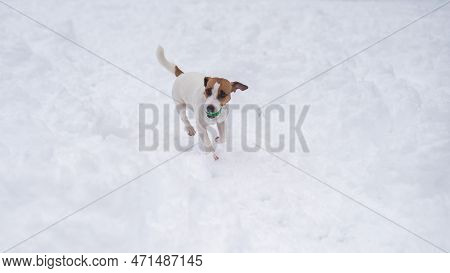 Jack Russell Terrier Dog Playing Ball In The Snow.