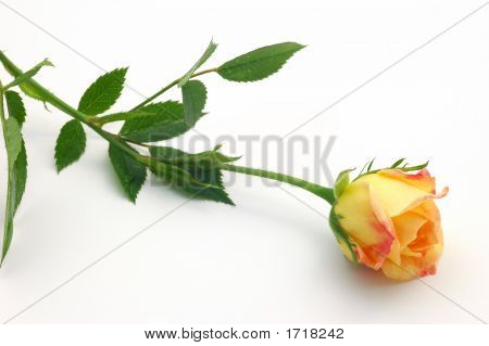 Single Rose Bud