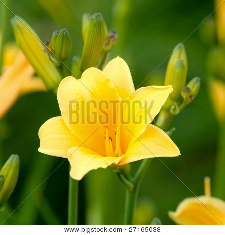 Beautiful hemerocallis, yellow flower