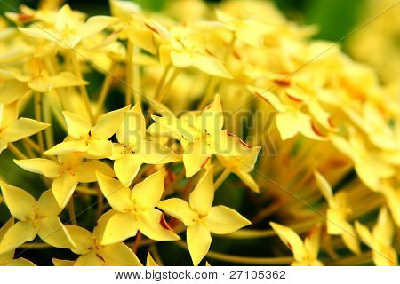 yellow flower close up at day