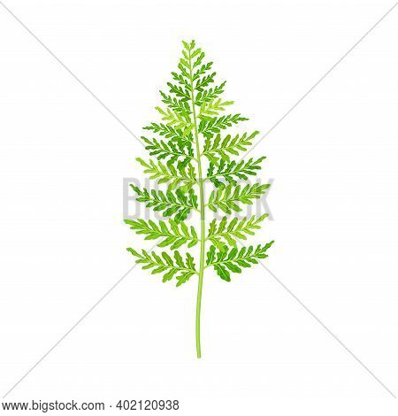 Green Fern As Vascular Plant With Stem And Complex Leaves Vector Illustration