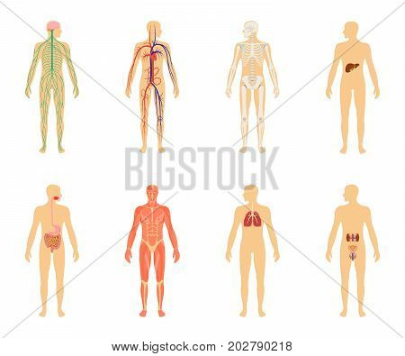 Human anatomy. Set of vector illustration isolated on white background. Human body structure: skeleton and circulatory vascular system.