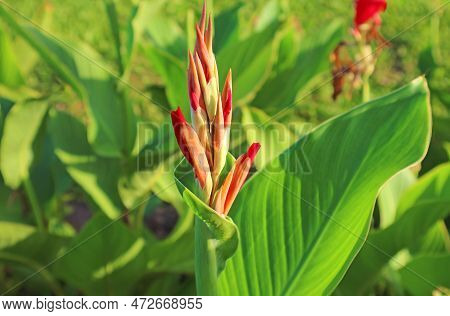 Closeup Of Canna Lily Flower Buds Growing In The Sunlight