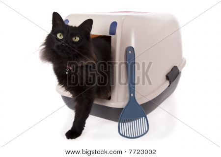 Cat using a closed litter box isolated on white background