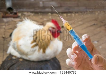 Hand Holds Syringe And Chicken In Background. Antibiotics, Vacci