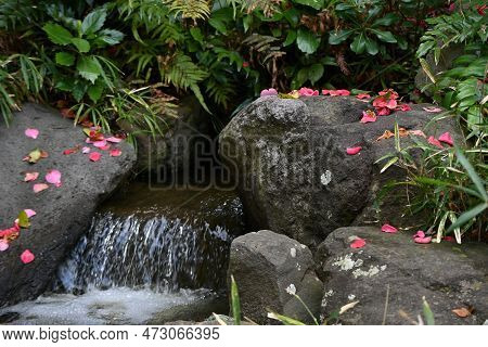 Flower Raft And Carpet Flowers Of The Camellia Blossoms. Background Material Of Seasonal Natural Bea