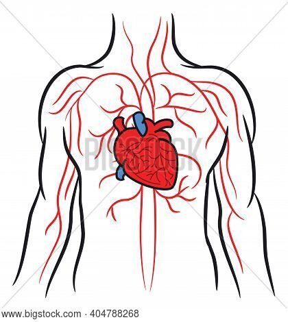 Human Heart, Circulation Cardio Vascular System, Anatomy, Healthy Body, Medical Health Care Concept,