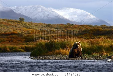 brown bear