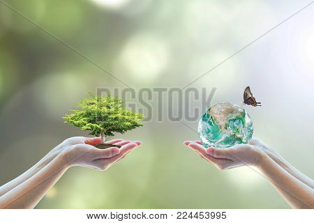 World environment day, nature environmental protection concept with two human hands balancing tree planting growth and saving earth on natural background greenery for Arbor day, reforestation conservation csr with people, peace campaign.  Element of this 