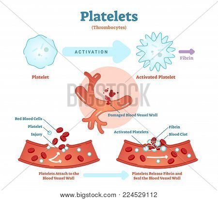 Platelets or thrombocyte activation fibrin in blood vessel vector illustration diagram. Anatomical blood circulation system scheme. Educational information.