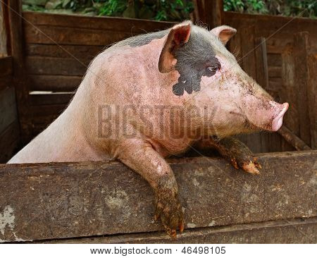 Pork. Pig Stands On Its Hind Legs, Resting On The Formwork Paddock.  Pig In Private Farms. Animals.