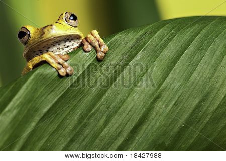 tree frog looking over green leaf amphibians are nocturnal endangered animals need nature conservation background copy space tropical amazon Bolivia rain forest