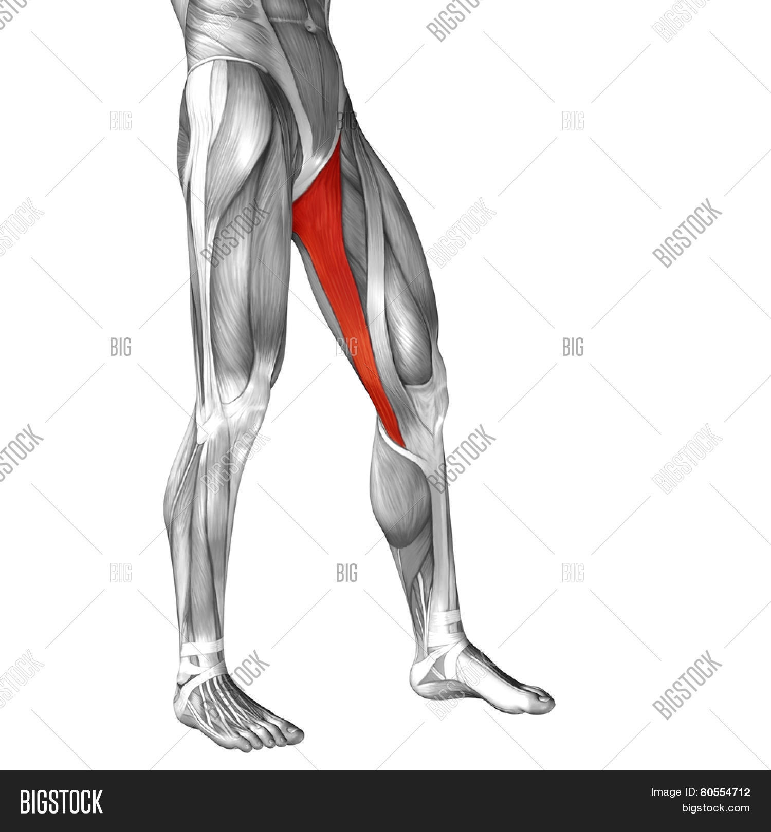 Upper Leg Tendon Anatomy Sartorius Muscular Anatomy D - vrogue.co