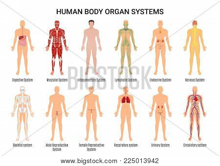 Main 12 human body organ systems flat educative anatomy physiology front back view flashcards poster vector illustration