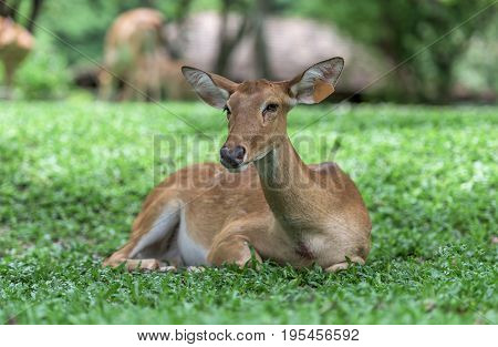 Antelope in the grasslands.Antelope animal.Antelope animal.Antelope animal.Antelope animal.Antelope animal.Antelope animal.Antelope animal.Antelope animal.Antelope animal.