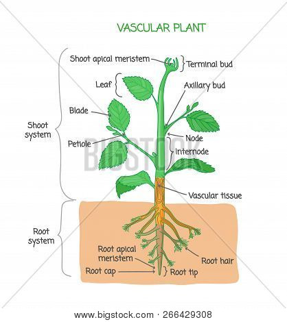 Vascular Plant Biological Structure Diagram With Labels, Vector Illustration Drawing Poster, Educati