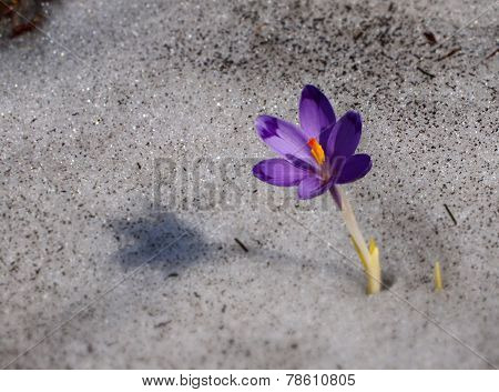 Crocus - blue flower of Carpathian mountains in spring