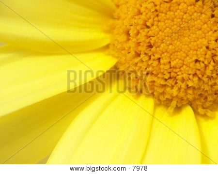 Marguerite_macro