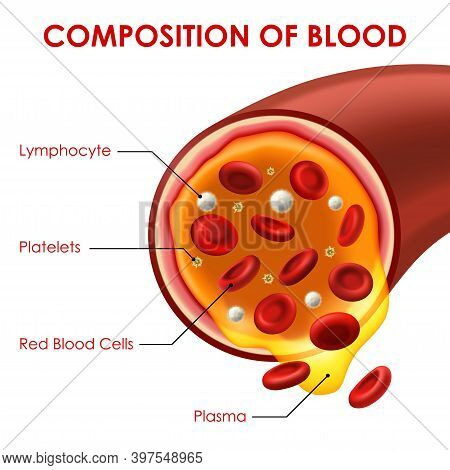 Composition Of Blood Vector Medicine Scheme With Vessel Cross Section, Red Blood Cells, Lymphocytes,