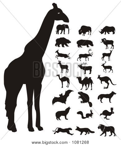 Wild Animals Silhouette